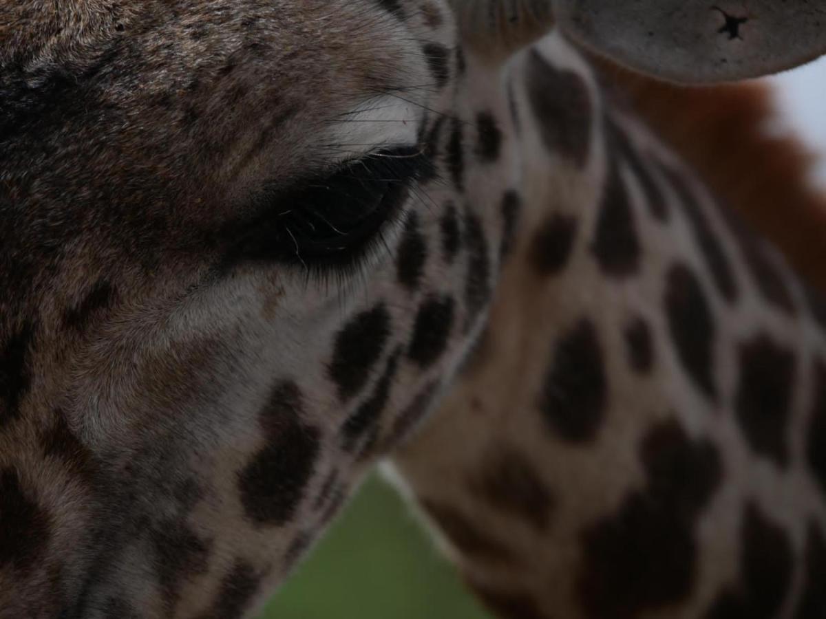 Oldonyo Orok Lodge Kajiado Екстериор снимка